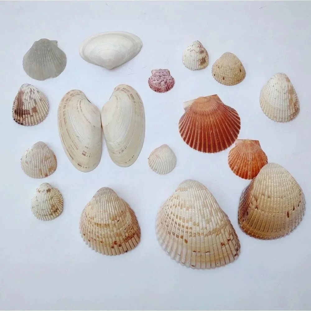 Seashell Lot Clearwater Beach, Florida